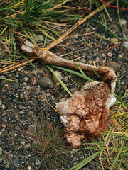 Weathered bone and remnants of fur lying on a gravel and grass-covered ground. The scene suggests a natural process of decomposition, possibly in a remote or rural setting, highlighting the raw 