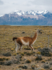 A lone guanaco wandering in the Patagonian steppe, set against a dramatic backdrop of mountains and a cloudy sky