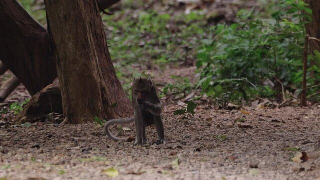 Male nacaque monkey eating fruit.
