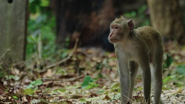 Male nacaque monkey walking on dry leaves.