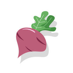 Cassava illustration. Radish. Beet root red. Fresh organic red radish. Healthy food. Traditional food. Vegetable illustration. Healthy vegetable.