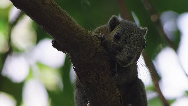 Red rodent chirping on branch.