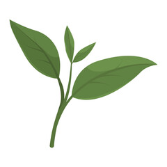 Green tea plant leaves isolated