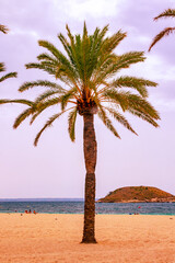 Palm tree sandy beach and blue water.