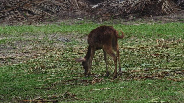 Roe deer walking on meadow.
