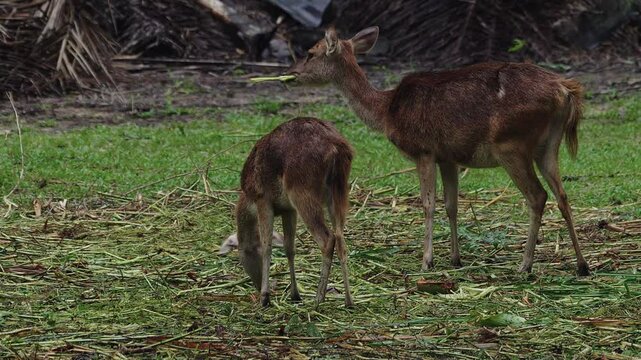 Roe deer mother and calf on the meadow.
