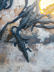 Group of Young Crocodiles Resting on Rocky Surface