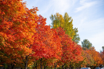 Fototapeta premium Fall colors