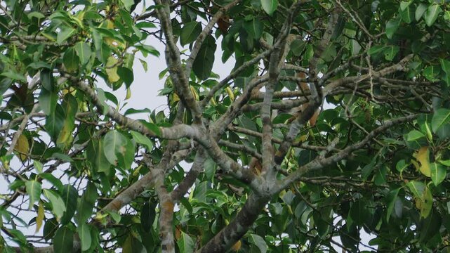 Gibbon monkey hiding behind leaves.