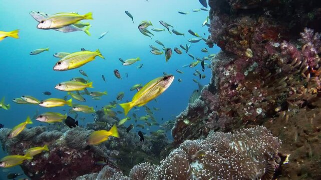 Lock shot of Richelieu Rock showing sea anemones (Actiniaria), Golden Sweepers (Parapricantus Ransonneti), yellow Snappers (Lutjanus sp.), Longnose Emperors (Lethrinus olivaceus), Jacks (Carangidae)
