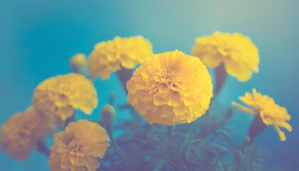 Soft yellow marigolds paired with blue-toned background