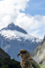 Kea in the mountains