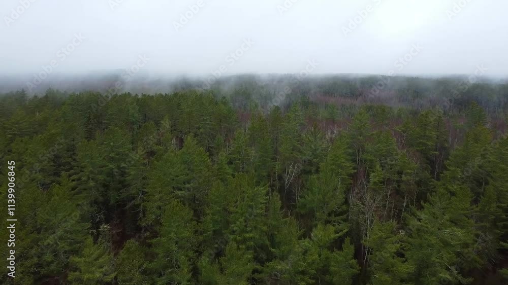 Poster aerial view of a dense forest canopy shrouded in mist, creating a tranquil and mysterious atmosphere