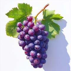 Fototapeta premium Fresh grapes isolated on white background, emphasizing natural fruit, healthy eating, and organic produce concepts.