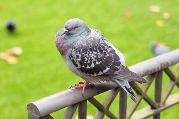 Close-up view of pigeon perched on a metal fence with vibrant green grass in the background