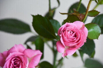 ピンクのばら