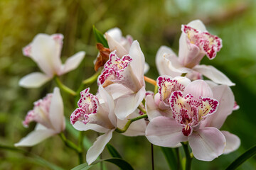 Obraz premium Creamy-white and pink orchid phalaenopsis flowers on a green natural blurred background. 