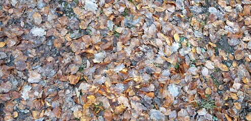 Wald im Herbst