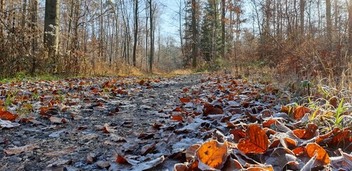 Wald im Herbst