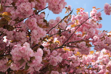 Pink flowers in full bloom with a blue sky