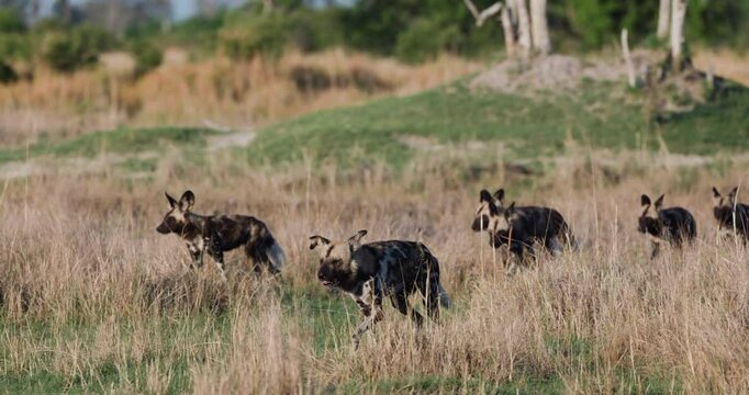 Slow motion front view. A pack of  African Wild Dogs running through the African bush
