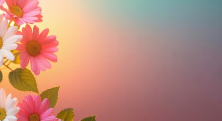 Obraz premium Sunlit Daisies: A vibrant bouquet of pink and white daisies basks in the warm glow of a sun-kissed sky, creating a serene and tranquil backdrop. 