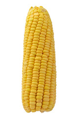 The ear of corn isolated on a white background.  Close up of yellow corn. 