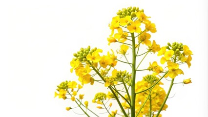 Canola plant isolated on white background for renewable green energy source, rapeseed, colza, agriculture