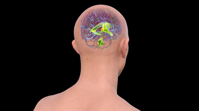Third brain ventricle, animation