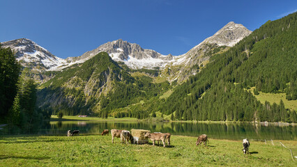 Rinder auf der Weide vor dem Vilsalpsee mit den Bergen im Hintergrund, Tannheimer Tal, &Ouml;sterreich