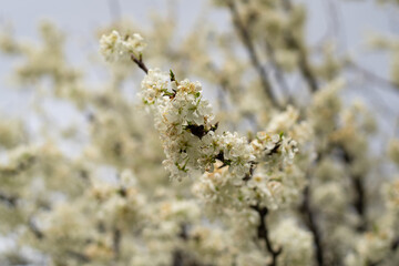 Rama de árbol con flores blancas. Foto detalle.