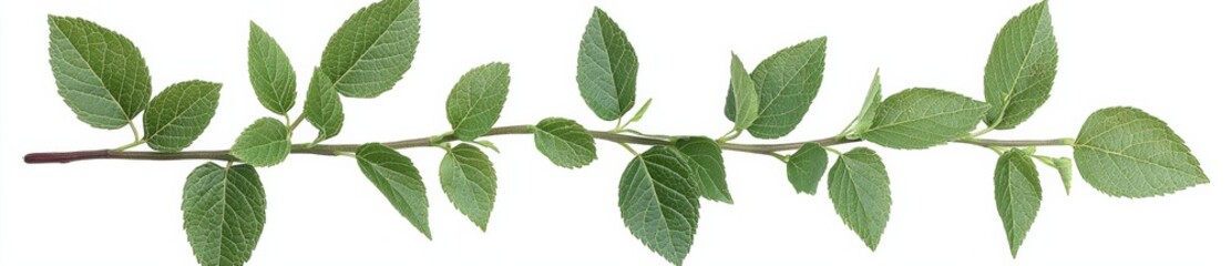 vine plants isolate on white background, clipping path included. , isolated on white background,  , copy space, copy space for text,