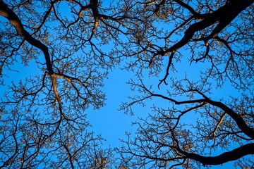 Silhouette of a bare tree branches against blue sky , isolated on white background,  , copy space, copy space for text,
