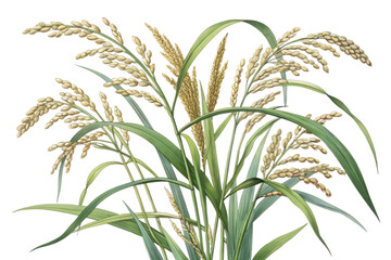 Obraz premium A highly detailed and realistic botanical illustration of Zizania aquatica (wild rice).