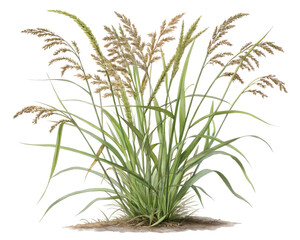 Fototapeta premium A highly detailed and realistic botanical illustration of Zizania aquatica (wild rice)