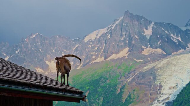Alpine goat on the roof of a house with mountains in the background. Mont Blanc, glacier, Chamonix, Graian Alps France, Europe