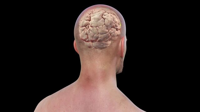 Frontal gyri of human brain, animation