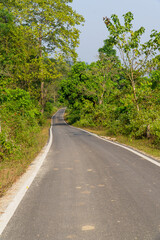 Obraz premium Peaceful Forest Roadway, A Journey into Nature