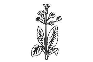 Black and white botanical plants and flowers. Line art floral bouquet, outline vector illustration background. Trendy graphic design for wedding invitation greeting card poster flyer event celebration