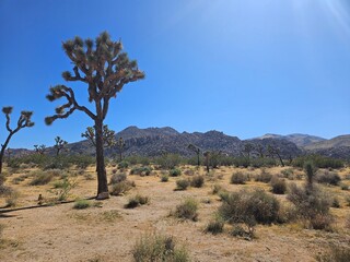 Obraz premium Joshua Tree