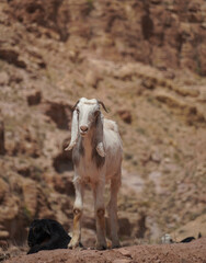 Beautiful white goat looking into the camera at the Wadi Dana Trail in Jordan. This is one of the many goats you will encounter while hiking in the protected Dana Biosphere Reserve.