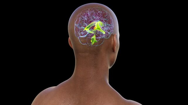 Third brain ventricle, animation