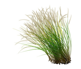 The green grass with white flowers stands outdoors against a white background.