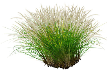 The green grass with white flowers stands outdoors against a white background.