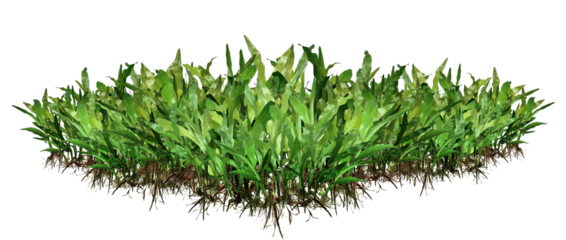 The green grass has roots exposed to the open air.