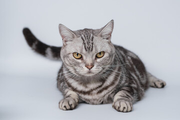 แมวบนพื้นหลังสีขาว