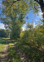 Sun light through the trees 