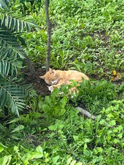 Sleeping cat in the garden 