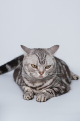 แมวบนพื้นหลังสีขาว