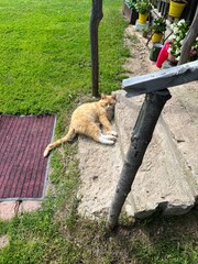 Sleeping cat on the stairs 